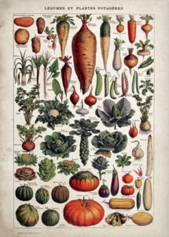 Affiche Présentation Végétale Vintage -Vintage Soldes affiche presentation vegetale vintage s fleur 2