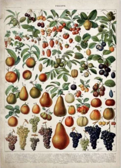 Affiche Présentation Végétale Vintage -Vintage Soldes affiche presentation vegetale vintage s fleur 3