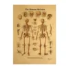 Affiche Vintage Papier Kraft Squelette Humain