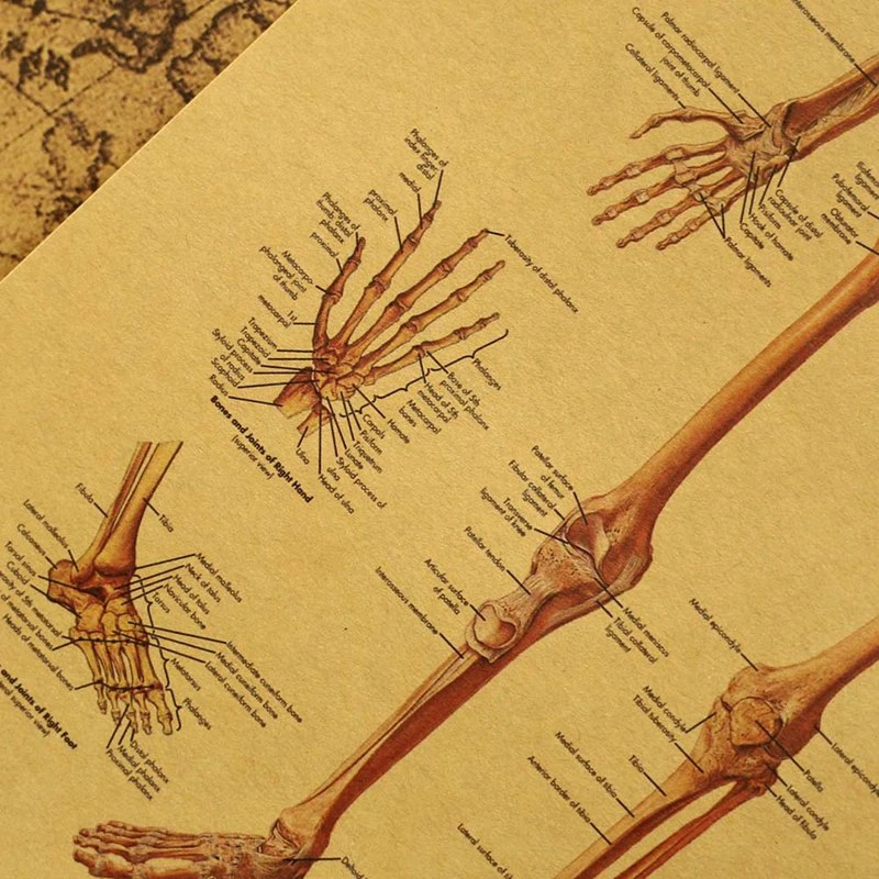 Affiche Vintage Papier Kraft Squelette Humain 3 Affiche Vintage Papier Kraft Squelette Humain – Image 3
