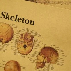 Affiche Vintage Papier Kraft Squelette Humain 10 Affiche Vintage Papier Kraft Squelette Humain -Vintage Soldes affiche vintage papier kraft squelette humain 5