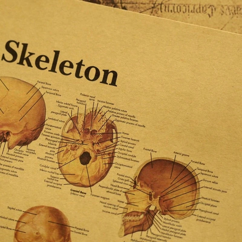 Affiche Vintage Papier Kraft Squelette Humain 5 Affiche Vintage Papier Kraft Squelette Humain – Image 5