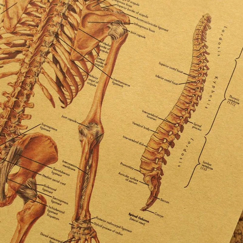 Affiche Vintage Papier Kraft Squelette Humain 6 Affiche Vintage Papier Kraft Squelette Humain – Image 6